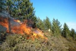 ISU Alba: RECOMANDĂRI pentru prevenirea incendiilor de pădure