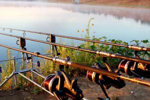 Scandalul de la AJVPS Sibiu continuă – Directorul tehnic vine cu lămuriri