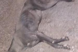 Căţea dog german, legată de o căruţă şi trasă prin sat până a murit