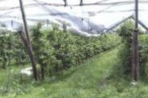 30 de ani de paragină! Plantaţiile de pomi fructiferi de la Honorici, refăcute cu bani europeni