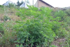 Agenţia pentru Protecţia Mediului Bihor: Bihoreni, combateţi ambrozia! Din vară, încep controalele