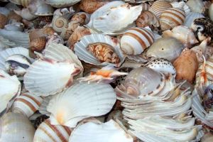 Expoziţie inedită la Grădina Botanică: „Cochilii, nestemate ale mării”