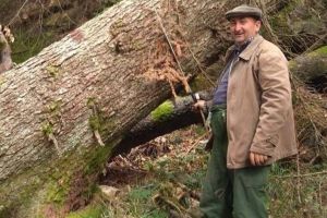 Şi furaţi, şi cu banii luaţi: Un pădurar din Bihor cu pagubă în gestiune a fost iertat, reangajat, plătit la zi şi „premiat” cu daune morale