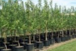 Moldova Nouă devine oraşul teilor!