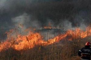 Două incendii de vegetaţie s-au extins pe aproape 25 de hectare, punând în pericol pădurea