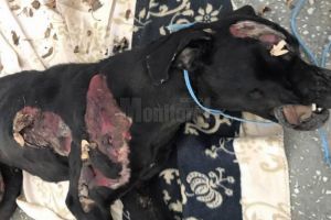 Imagini şocante, cu o căţea omorâtă după ce ar fi fost târâtă de o căruţă