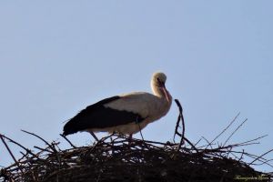 FOTO Vine primăvara. Prima barză s-a întors în cuib, la Cristian