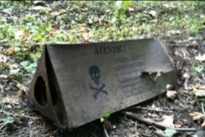  Pagubă URIAȘĂ: zeci de căprioare otrăvite