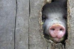 Dramatic! Ce se întâmplă acum cu CARNEA ROMÂNEASCĂ. Tu cumperi AŞA CEVA?