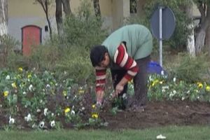 Concurs premiat de Primăria Braşov: Cea mai frumoasă grădină din cartierul tău!