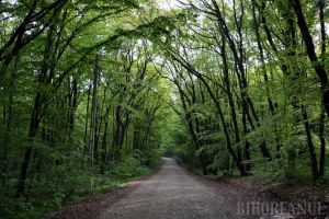 Luna plantării arborilor: Peste 110 hectare de terenuri vor fi împădurite de Direcţia Silvică Bihor
