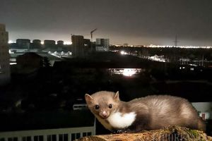 Avaria care a lăsat Oradea în beznă a fost provocată de un... jder de piatră!