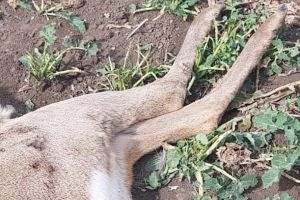 CUTREMURĂTOR! Zeci de animale MOARTE PE CÂMP în judeţul Arad
