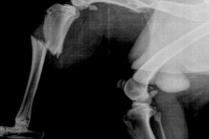 140 de radiografii, descoperite în vestiarul medicilor ortopezi de la Spitalul Judeţean Slatina