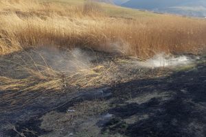 FOTO Incendiu de vegetaţie uscată la Boiţa