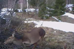 Semne evidente de primăvară în Munţii Rodnei şi ai Țibleşului (VIDEO)