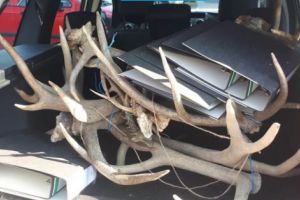 Prinşi de mascaţi, BRACONIERII au rămas fără trofee