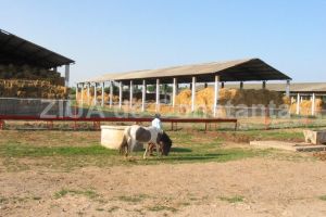 Aproape un milion de euro: CJC se judeca cu Romsilva si Ministerul Finantelor pentru lucrarile de la Herghelia Mangalia (galerie foto+documente)