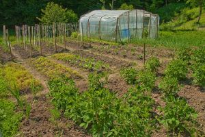 Agricultura pe înţelesul tuturor – Recolte multiple de legume; asocierea culturilor