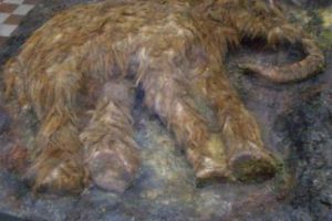 Șoarecii, folosiţi la reînvierea mamuţilor