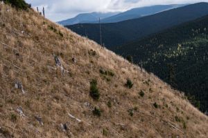 Unde se fac împăduriri integrale. Cine spune că acolo a fost rasă pădurea