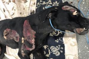 Dosar penal în cazul câinelui ucis în mod barbar: un tânăr l-a găsit legat de o ...