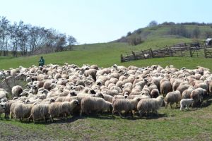 Copil de 4 ani din Mărtiniş, dipărut din incinta unei stâni