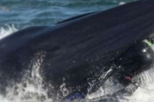 Un regizor a fost înghiţit de o balenă. A petrecut clipe de groază până a fost „scuipat” afară. Video în articol