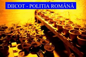 DIICOT. Cultura de cannabis, descoperita in locuinta unui barbat