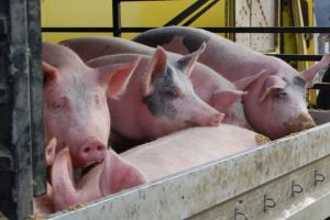 Pesta porcină africană nu a ajuns în gospodării. Animalele pot fi vândute în judeţ şi în afara lui