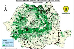 Luna Plantărilor Arborilor: 39,66 de hectare regenerate doar în Harghita