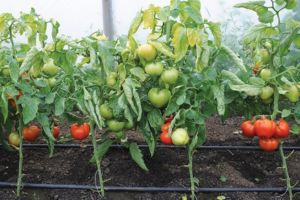 In Prahova, roşiile se vor coace pe 100 de hectare de spaţii protejate