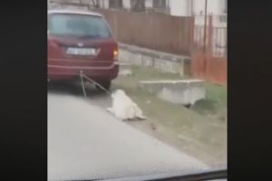 Imagini îngrozitoare surprinse în comuna Vladesti! Un câine a fost legat de maşină şi târât sute de metri. Este cercetat viceprimarul localitatii