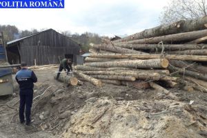 Amenzi imense pentru tăierile ilegale de lemne şi trasportul fără acte a materialului lemnos