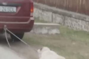 Viceprimarul din Vlădeşti, declaraţie şoc: „Am făcut o faptă bună!”