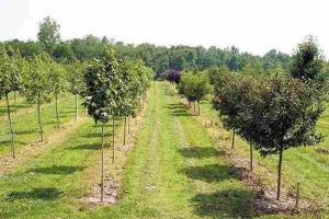 Un antreprenor din judeţul Alba face afaceri de 100.000 de lei cu o pepinieră de pomi fructiferi, nuci şi aluni