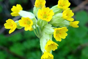 Ciuboţica cucului (Primula veris)- beneficii şi proprietăţi