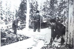 „Vânzare de lemn rotund”