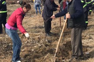 FOTO: Acţiune de plantare în Poiana Narciselor