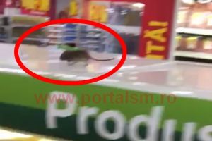 Auchan reacţionează după filmul cu şoricelul. Deratizare totală!