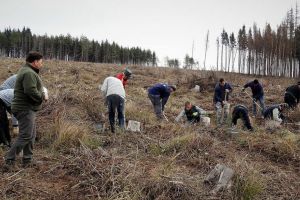 Direcţia Silvică Suceava a dat startul campaniei de împădurire a 1. ...