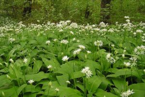 Leurda, planta medicinală vedetă a primăverii, datorită efectelor sale curative
