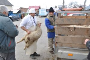 O asociaţie din Germania ne acuză că dăm dovadă de cruzime faţă de animale, în special faţă de miei