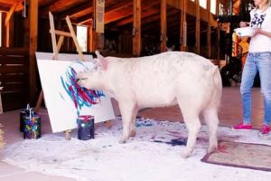 VIDEO Pigcasso, purcica devenită celebră pentru picturile sale