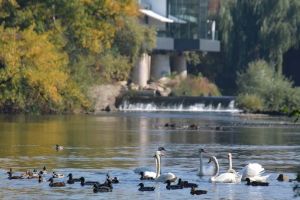 Înaripatele Oradiei: Malurile verzi ale Crişului Repede şi stufărişul au atras în oraş numeroase specii noi de păsări (FOTO)