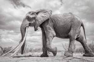 O ”Regină Elefant” a fost surprinsă în imagini extrem de rare, în Kenya