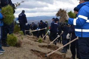 Jandarmii băcăuani au plantat peste 2000 de puieţi de pin silvestru