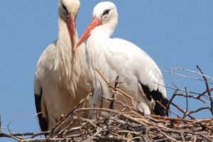 Berzele se reîntorc în România