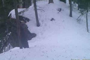 VIDEO Imagini amuzante cu un urs din Caraş – Severin au devenit virale