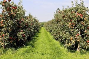 Se prelungeşte termenul de depunere al proiectelor pentru înfiinţarea şi funcţionarea grupurilor operaţionale în sectorul pomicol